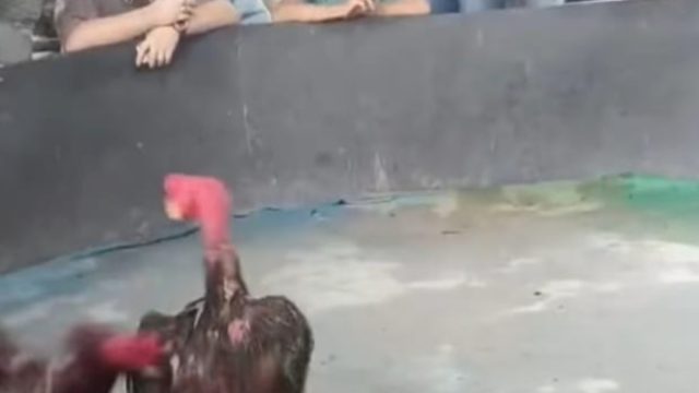 Judi Sabung Ayam Beromset Ratusan Juta di Ladang Bambu Diduga dibekingi Oknum Aparat berambut Cepak