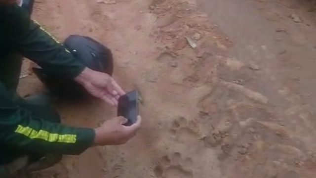 Jejak Kaki Satwa di Kebun Nanas Lampung Timur, BKSDA Sebut Harimau Sumatera