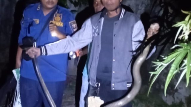 Damkar Pesisir Barat Evakuasi Ular Kobra 2 Meter di Dapur Rumah Warga