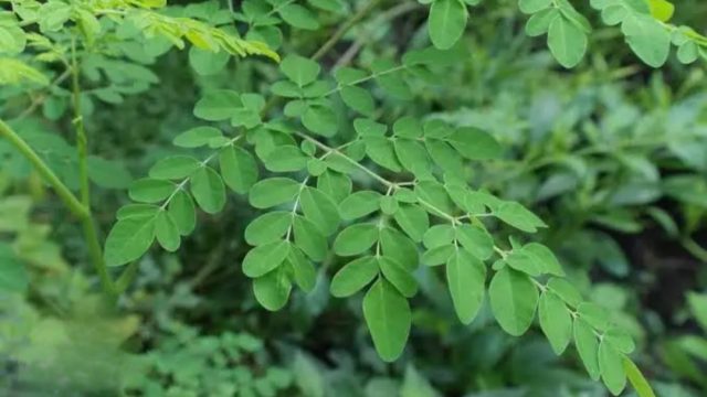 6 Manfaat Daun Kelor  si Pohon Ajaib yang Kamu Harus Tahu?