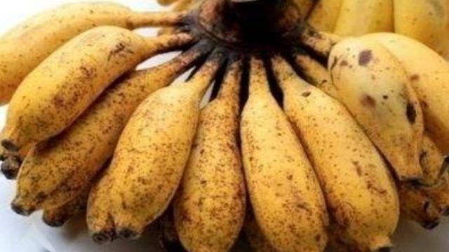 Manfaat Pisang Susu untuk Kesehatan