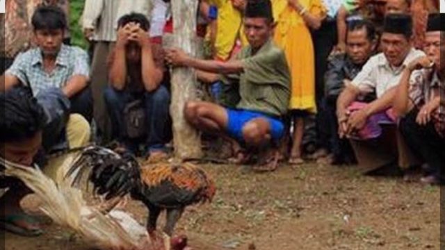 Judi Sabung Ayam di Dekat Tempat Ibadah, Warga Tuding Jadi Pemicu Tingginya Angka Pencurian di Sekampung Udik Lampung Timur
