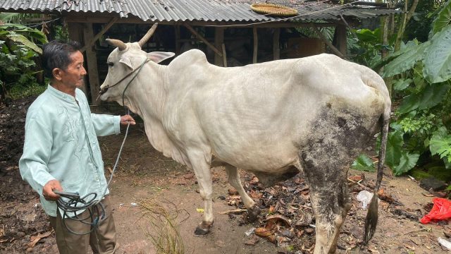 Warga Lampung Tengah Kejar dan Tangkap Maling Sapi di Kebun Tebu
