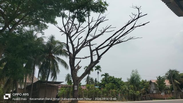 Pohon Lapuk di Jalan Lintas Medan-Banda Aceh Ancam Keselamatan Warga