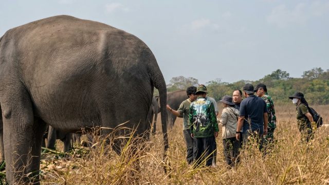 Kisah Sukowiyono dan Gajah Erin: Merawat Nafas yang Nyaris Padam, Menepis Luka di Belalai yang Tak Lagi Utuh