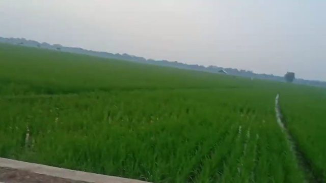 Masuki Musim Hujan Pengarap Sawah di Mandala Sari Lampung Timur Khawatir Banjir dan Gagal Panen