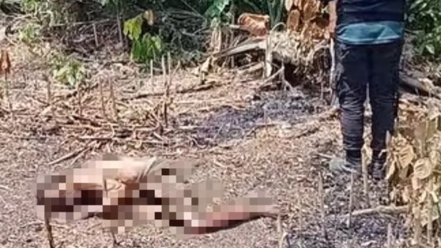 Geger Pemilik Kebun di Labuhan Maringgai Lampung Timur Temukan Mayat 